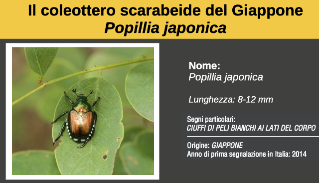 Il coleottero scarabeide del Giappone Popillia japonica